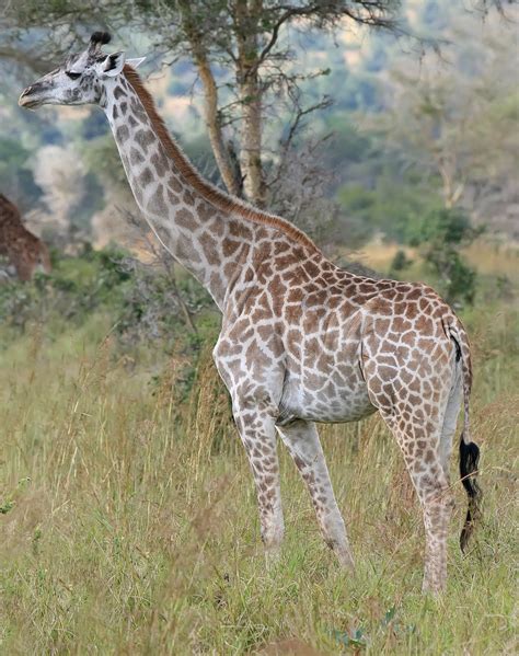 female giraffe wikipedia.